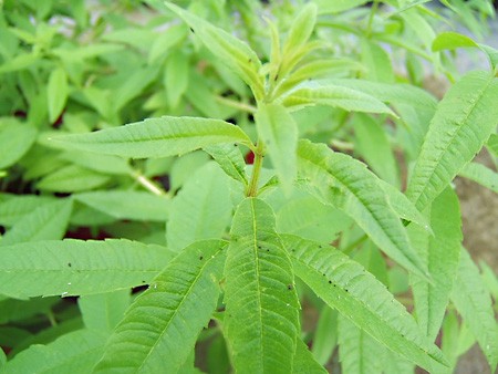 Plant Verveine citronnelle en pot : verveine en pot - Aromatiques