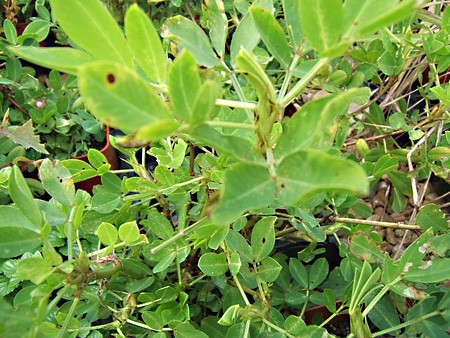 Cacahuète Ou Arachide Hâtive D'espagne (arachis Hypogaea)