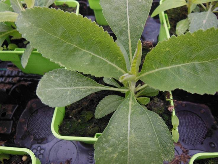 Sauge blanche sacrée - Salvia apiana - Vivace arbustive