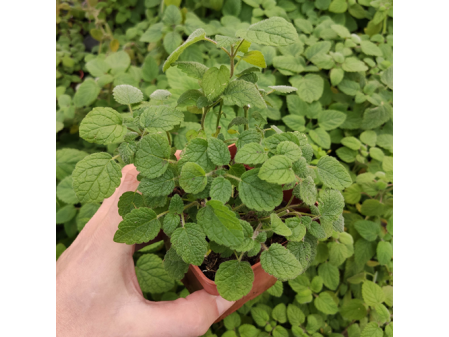 Mélisse mandarine