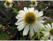 Rudbeckia pourpre à fleurs blanches