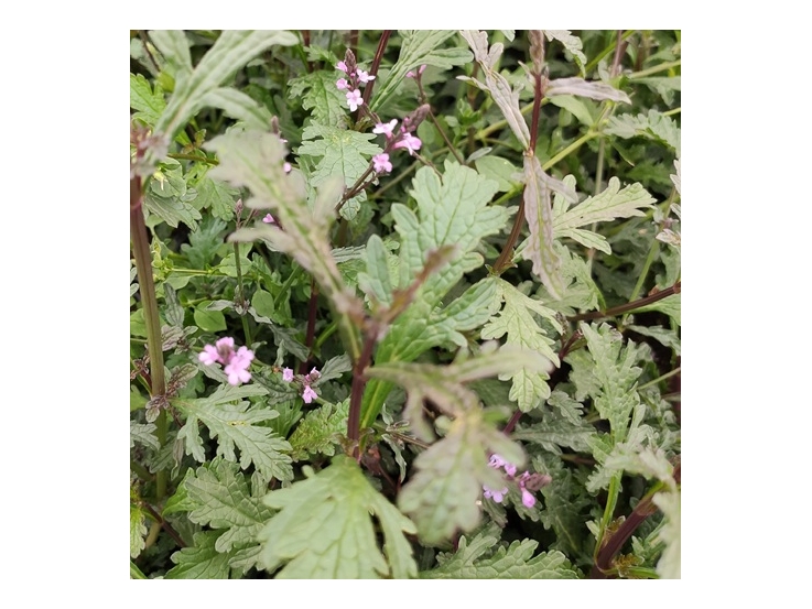 Verveine officinale Bampton